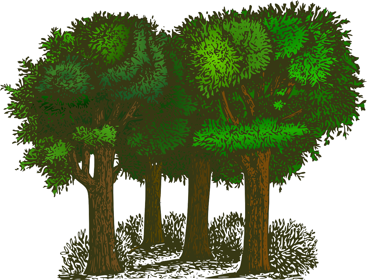 forest-148727_1280